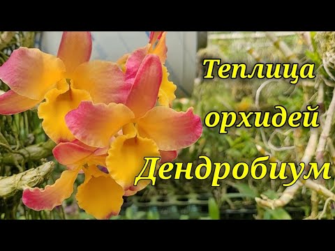 Видео: Теплица орхидей. Дендробиум.