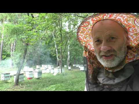 Видео: УДАЛЯЕМ МАТКУ ПОЛУЧАЕМ МЁД.