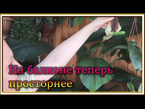 Видео: Цветочные дела