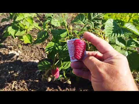 Видео: малина Пшехиба