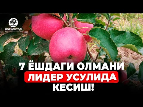 Видео: ПИНК ЛЕДИ РОЗИ ГЛОУ НАВИ УЧУН ЭНГ ТЎҒРИ ШАКЛ | ШУҲРАТ АБРОРОВ #shuhratabrorov #olma #олма #shaftoli