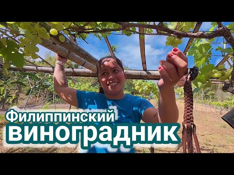 Видео: виноградник на Филиппинах