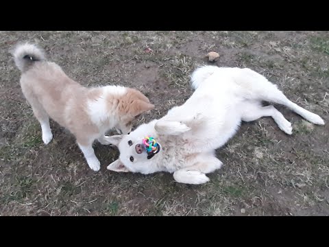 Видео: Игры щенка Чезы и Златы/ Вкусняшки/