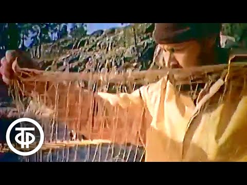 Видео: Биология. 7 класс. Кто такие моллюски? (1989)