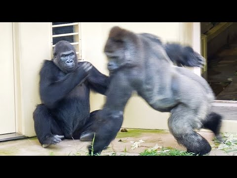 Видео: Будет ли у пары горилл когда-нибудь ребенок? | Шабани и Ай | Нене