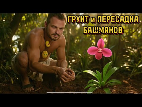 Видео: Грунт и пересадка башмаков (paphiopedilum) 
