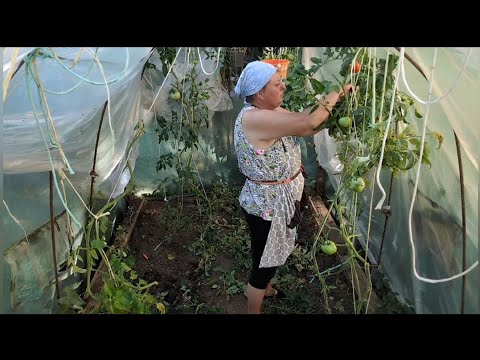 Видео: Продолжаю обдирать помидоры 2 часть// И скандалить с курами.