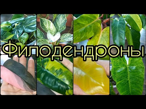 Видео: Большой обзор🌱Два новых сорта ФИЛОДЕНДРОНОВ🌸Про адаптацию АЗИАТСКИХ🌱Сорта🌸Виды🌱Названия🌸Содержание🌱