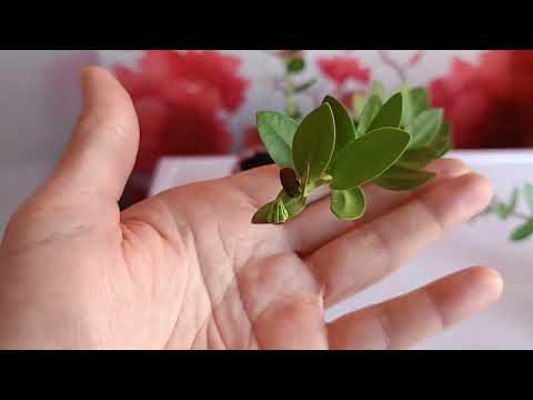 Видео: Хойи родственницы (  Cumingiana и Densifolia)