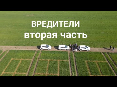 Видео: 🐛Повреждения вредителями!!