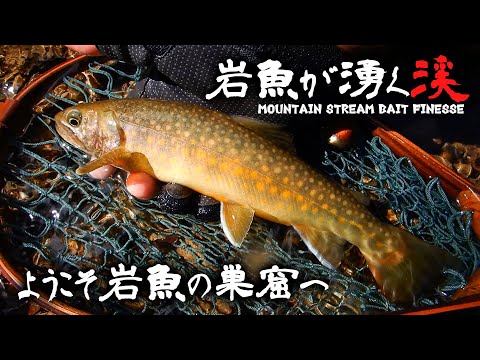 Видео: [Форель] Приманка для рыбалки «Мир ловли на наживку»