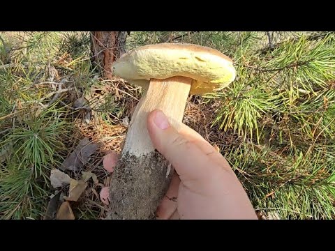 Видео: 18 октября 2025 г. В поисках белых грибов😍