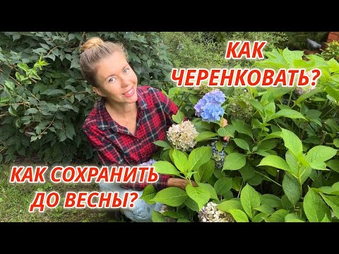 Видео: ОСЕННЕЕ ЧЕРЕНКОВАНИЕ ГОРТЕНЗИЙ. Как сохранить укорененные черенки зимой