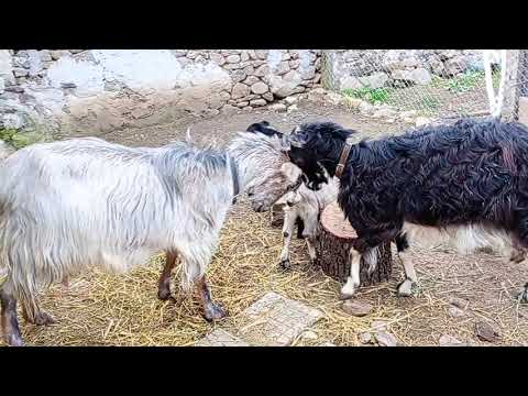 Видео: Почистване на обора,обезпаразитяване на козите,борби,ярета,лудница🤣