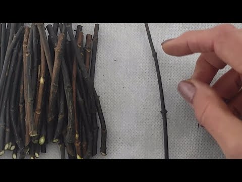 Видео: Черенкуем гортензии поздней осенью или зимой. Вид от 05.12.2024 года.