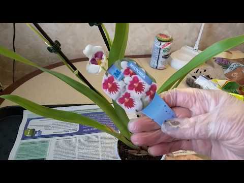 Видео: Орхидея мильтония по уценке, корневая подгнила - срочно пересаживаю