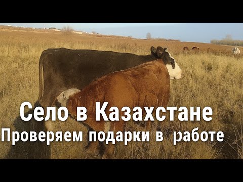 Видео: Наш день: от пастбища до праздника. Семейный влог из села.