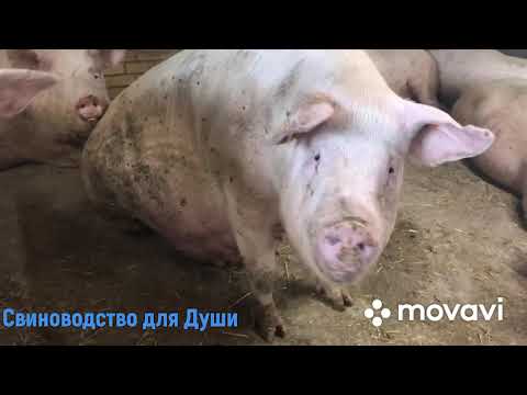 Видео: Свиноматки на разных стадиях супоросности!Как выглядят свиноматки которым скоро рожать!
