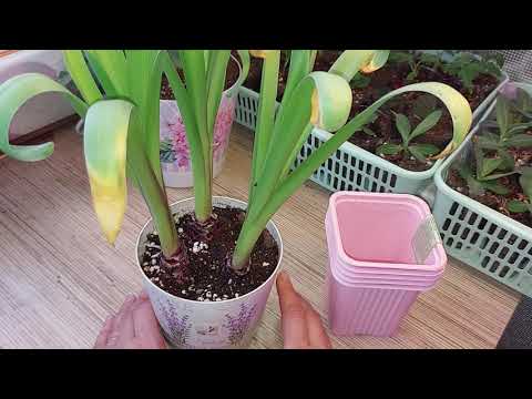 Видео: ГИАЦИНТ ОТЦВЕЛ🌺/КАК СОХРАНИТЬ ЛУКОВИЦУ?🌱/ПОЧЕМУ ЛУКОВИЦА СОХНЕТ ПОСЛЕ ВЫГОНКИ ?/ ОШИБКИ🤷‍♀️