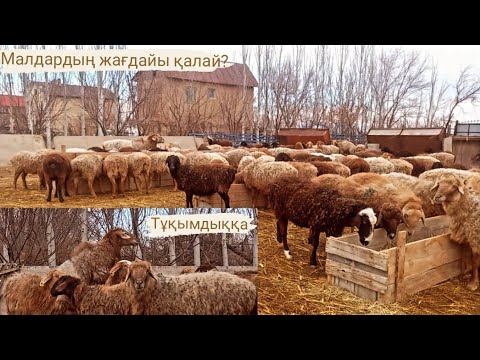 Видео: Шаруадағы жаңалықтар. Қошқар🐏.  Науа, ақыр.