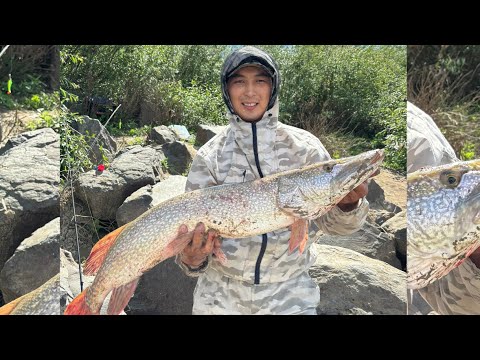 Видео: РЕЧНОЙ МОНСТР🎣🦈#fishing #2024 #рыбалка #река #монстр #щука #рекомендации