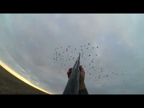 Видео: Охота на гуся!  25октября 2025г.