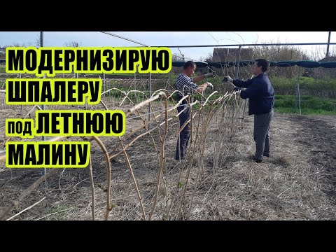 Видео: П-образная шпалера для летней малины. Заплетаю побеги в косу