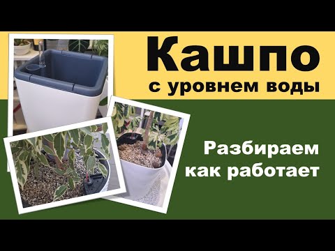 Видео: КАШПО\ ГОРШОК С АВТОПОЛИВОМ для цветов С УРОВНЕМ ВОДЫ. Принцип работы. Что стоит учитывать