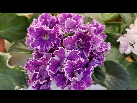 Видео: Новая коллекция фиалок/до 8 августа /1 часть/дом фиалки на Пятницкой#выставкафиалок #домфиалок#