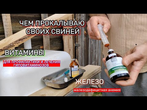 Видео: ЧЕМ ПРОКАЛЫВАЮ СВИНЕЙ ВИТАМИНЫ ЖЕЛЕЗО💉💉💉