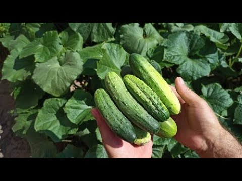 Видео: Как вырастить огурцы в открытом грунте из семян