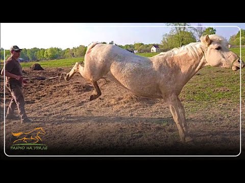 Видео: Возвращаем сбежавших лошадей домой/ Проводим экскурсии по нашим красивым местам/ Деревенские будни