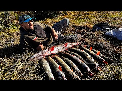 Видео: ДИКИЕ МЕСТА КИШАТ ЩУКОЙ. РЫБАЛКА НА ЩУКУ