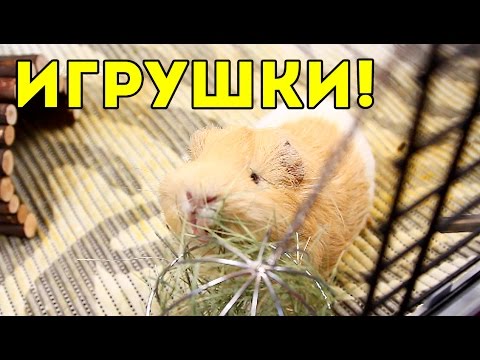 Видео: Игрушки Для Морских Свинок / SvinkiShow