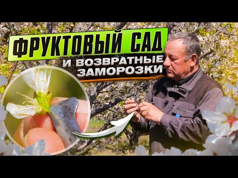 Видео: Черешня VS Весенние заморозки. Как уберечь цветущий сад от весенних (возвратных) заморозков. Ч1.