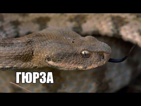 Видео: ГЮРЗА на 1732