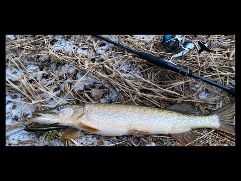 Видео: ДВИЖЕНИЕ НАЧАЛОСЬ! Малые реки, ловля ЩУКИ на СПИННИНГ! Рыбалка в ЯНВАРЕ на СПИННИНГ!
