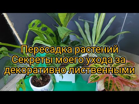 Видео: Пересадка фикуса, монстеры и аглаонем. Лайфхак по уходу за декоративно лиственными растениями.