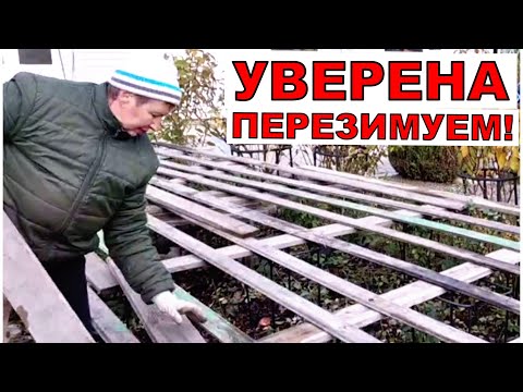 Видео: Мой способ укрытия РОЗ живет 10 лет и не подводил. Не забудьте сделать это с розами