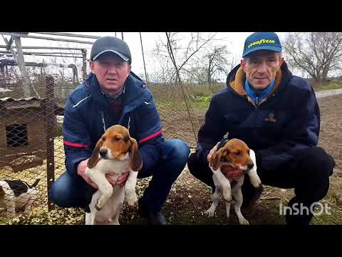 Видео: ПОДПИСЧИКИ ПРИЕХАЛИ ЗА ЩЕНКОМ ЭСТОНСКОЙ ГОНЧЕЙ
