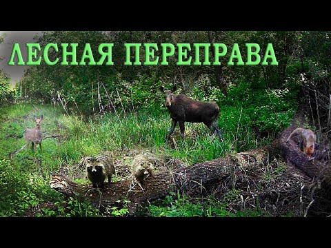 Видео: Упало ДЕРЕВО но ЖИЗНЬ вокруг бьёт ключом! ФОТОЛОВУШКА в лесу