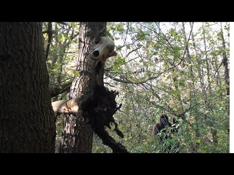 Видео: Собак цей ліс все таки недолюблює.