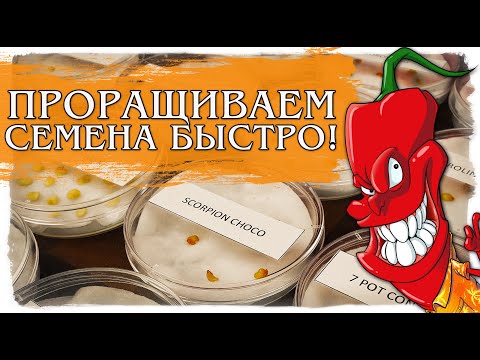 Видео: Проращивание семян острого перца в 2020 году.