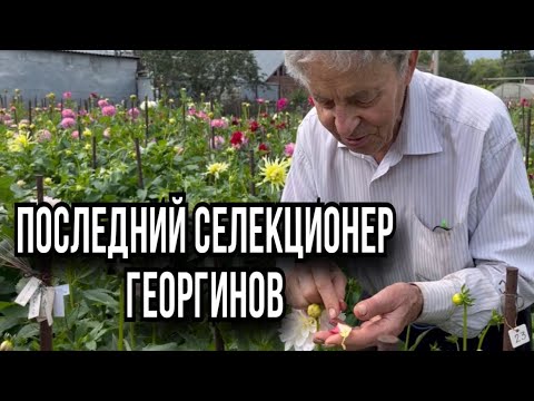 Видео: Селекция георгинов. Последний император-Дороганов О.А.