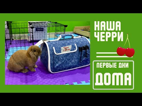 Видео: ЗНАКОМСТВО КРОЛИКОВ СЭМИК ЧЕРРИ *ЧАСТЬ 1*