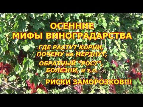 Видео: ОСЕННИЕ МИФЫ в ВИНОГРАДАРСТВЕ: КОРНИ ВЫМЕРЗАЮТ, ОБРАТНЫЙ "РОСТ" и т. д. РИСКИ ЗАМОРОЗКОВ