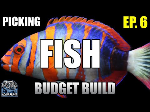Видео: Выбор морской рыбы для начинающих аквариумистов в бюджетном аквариуме