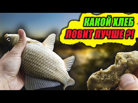Видео: Рыбалка на ХЛЕБ! Какой ХЛЕБ ловит ЛУЧШЕ – БЕЛЫЙ или ЧЕРНЫЙ!? Эксперимент с насадками – День 2