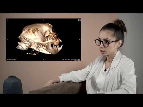 Видео: Ветеринарная стоматология