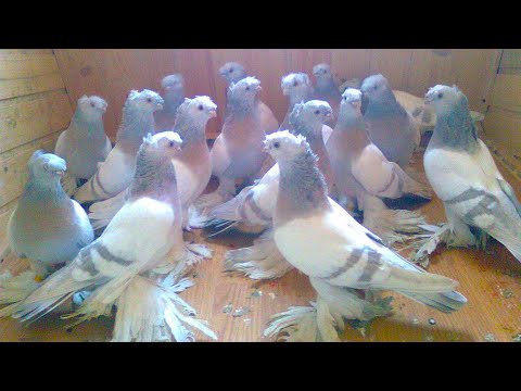 Видео: Забудьте о болезнях ваших голубей! Ванночка, о которой молчат все голубеводы!